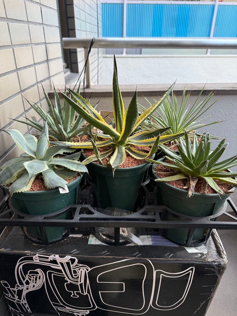アガベ 5鉢セット