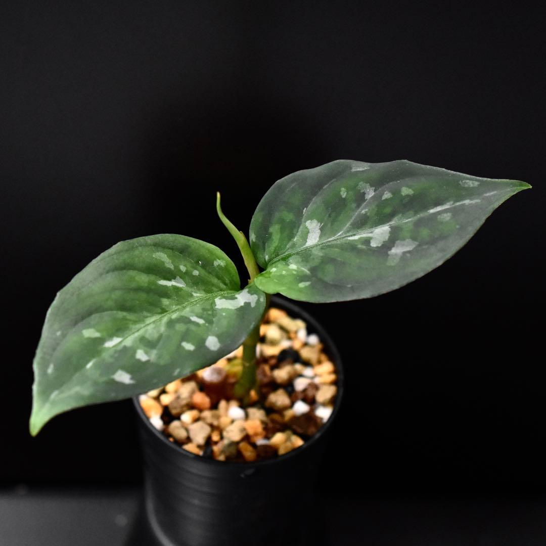 LA便 アグラオネマ ピクタム Aglaonema【LA0514-4T】