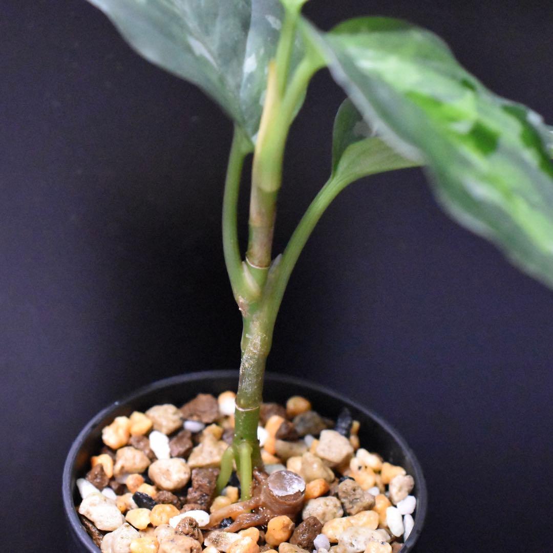 LA便 アグラオネマ ピクタム Aglaonema【LA0514-4T】