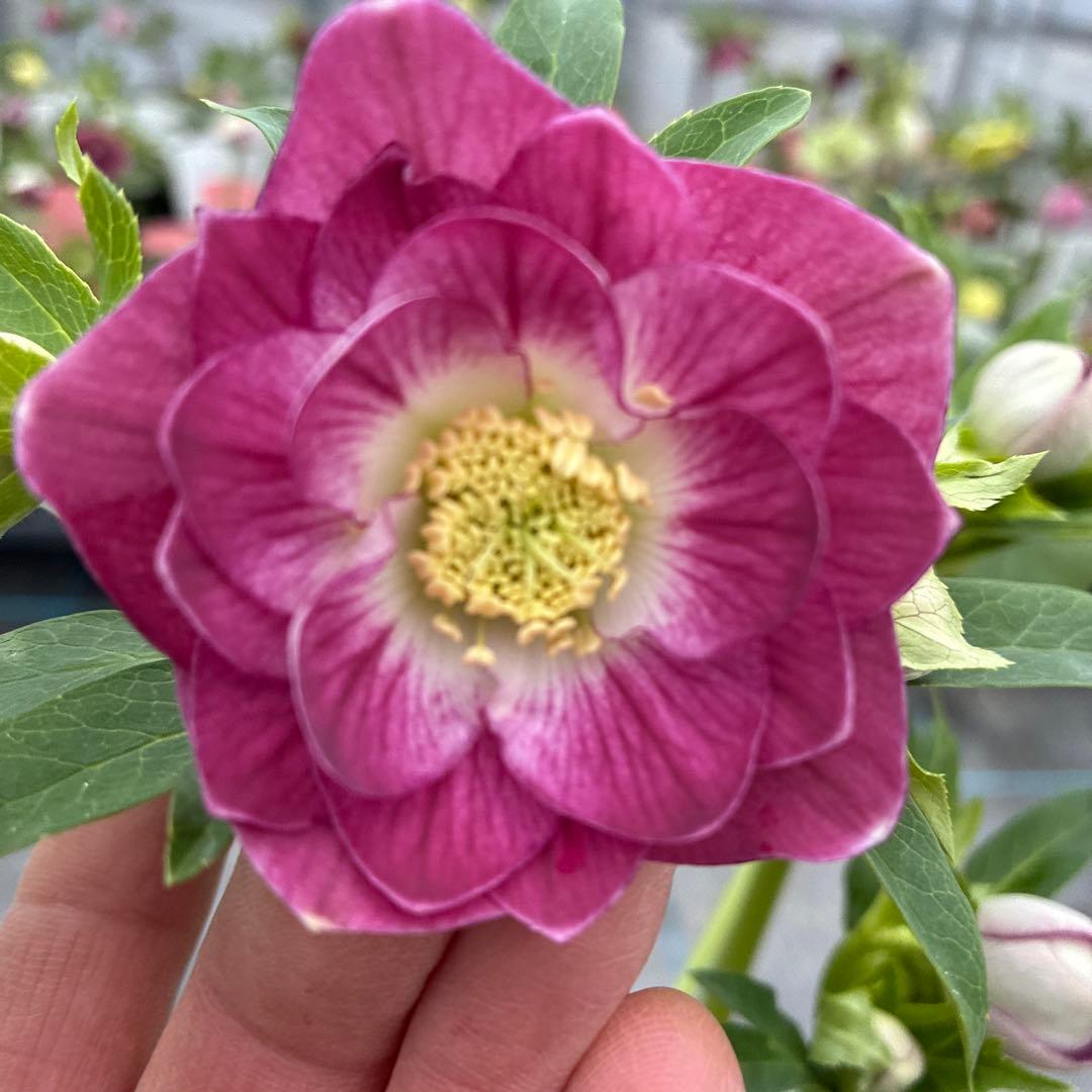 まいさんページ