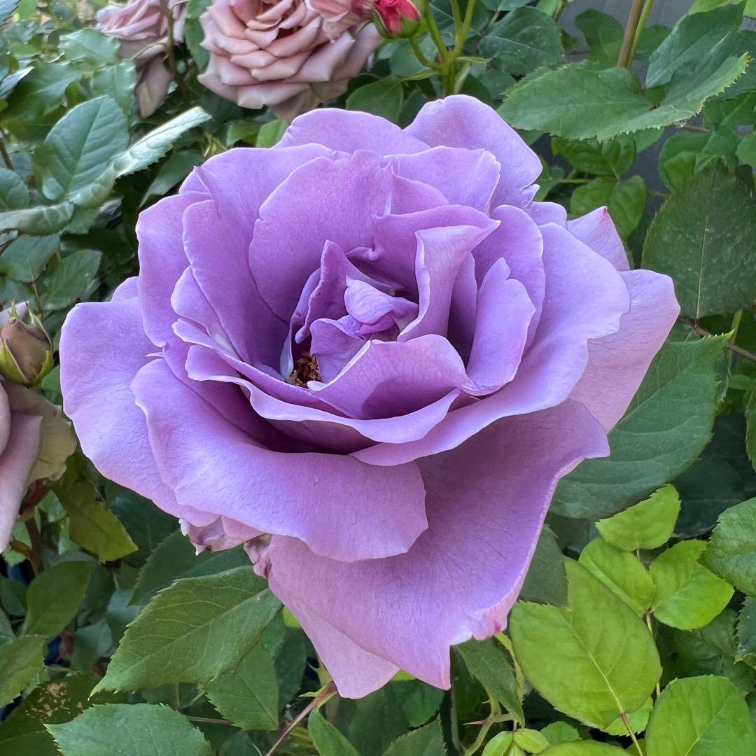 【同梱で２鉢目〜¥1000お値引き】品種不明／バラ芽接ぎ苗／中苗／５号スリット