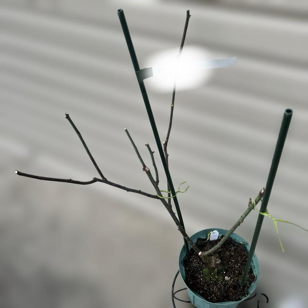 【同梱で２鉢目〜¥1000お値引き】品種不明／バラ芽接ぎ苗／中苗／５号スリット