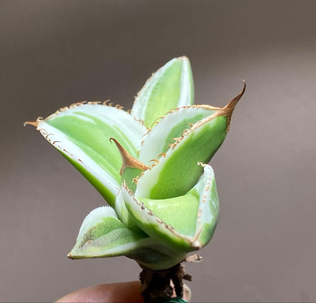 初出品【匿名配送】激レア　サイズ大　美株　強棘　アガベ　鰐亀　覆輪斑　TC