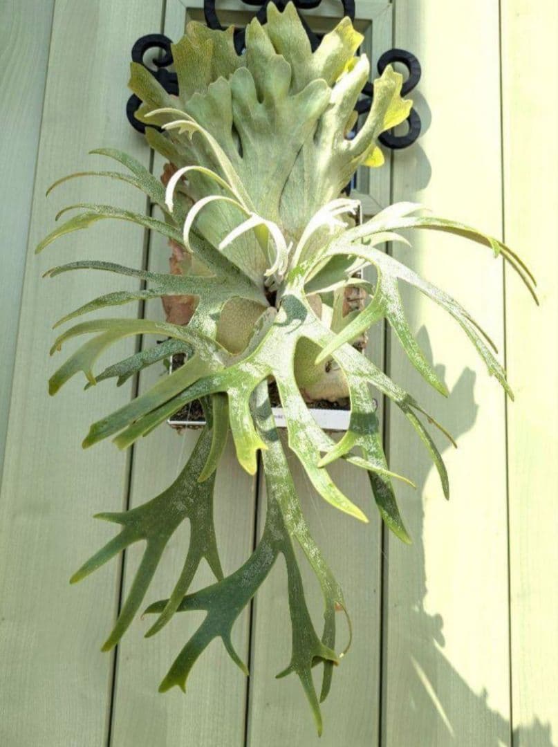 ビカクシダ☆イザナミ☆Izanami☆伊弉冉☆OC☆