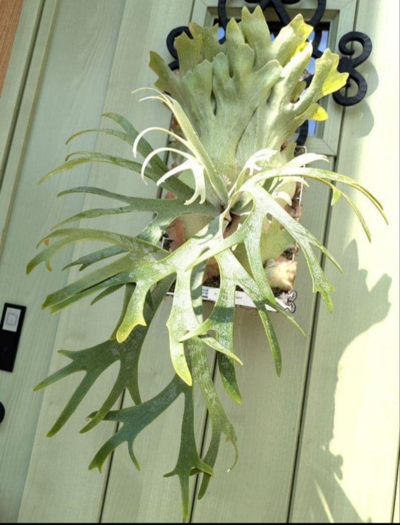 ビカクシダ☆イザナミ☆Izanami☆伊弉冉☆OC☆