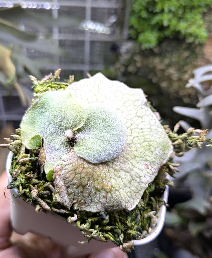 ビカクシダ☆イザナミ☆Izanami☆伊弉冉☆OC☆