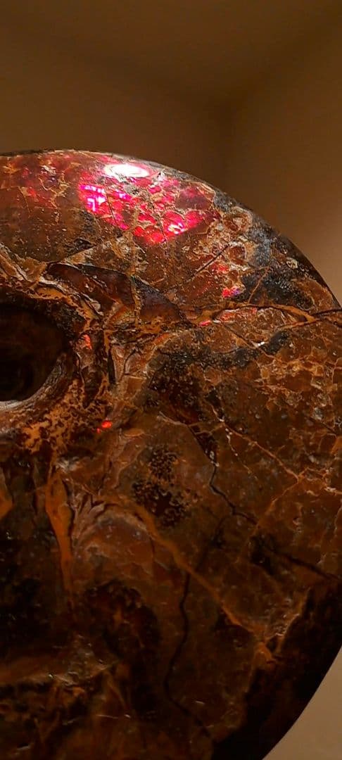 アンモライト　カナダアルバータ　化石　完全体　両面虹色　７色