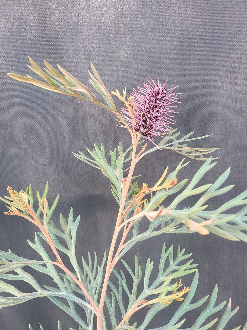 グレビレア ドローシーゴードン(ドーンパープル)9号角鉢大株②