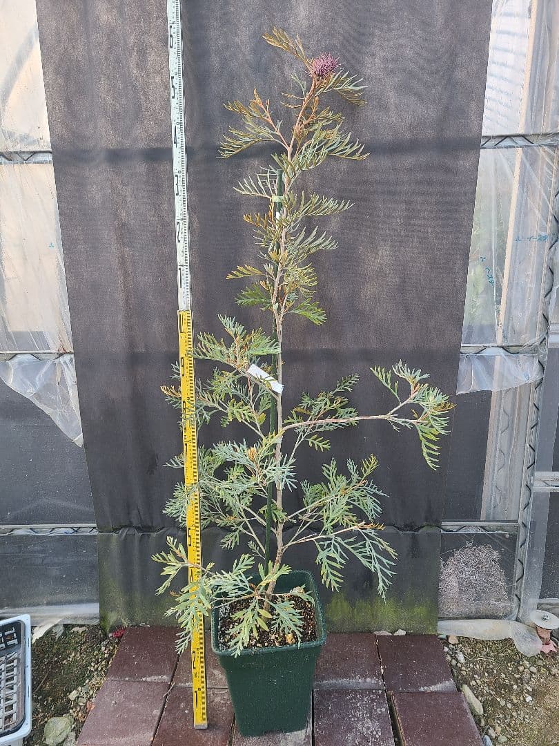 グレビレア ドローシーゴードン(ドーンパープル)9号角鉢大株②