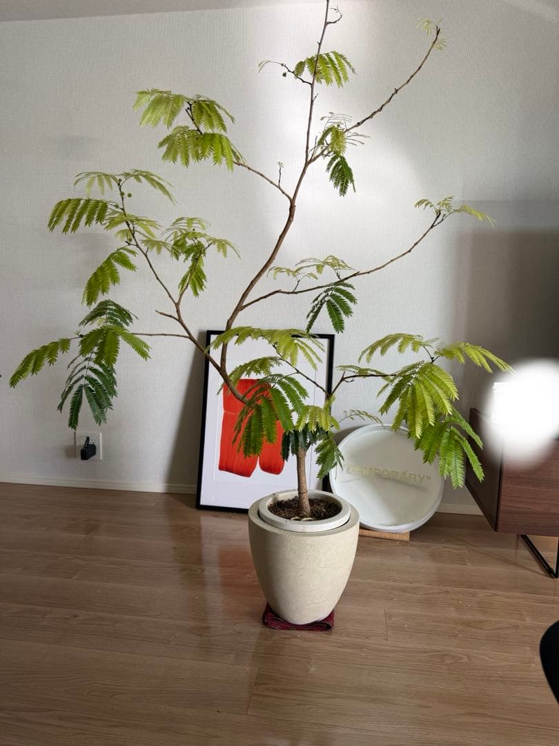 【引き取り限定/価格相談可】165cm 曲がり木エバーフレッシュ　観葉植物