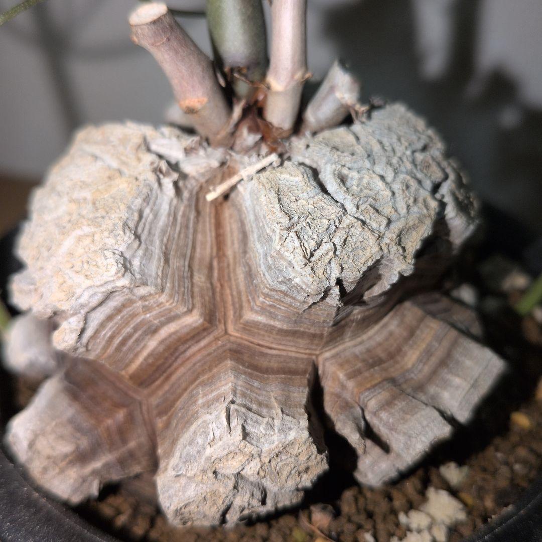 ディオスコレア　エレファンティペス アフリカ亀甲竜　バキバキタイプ