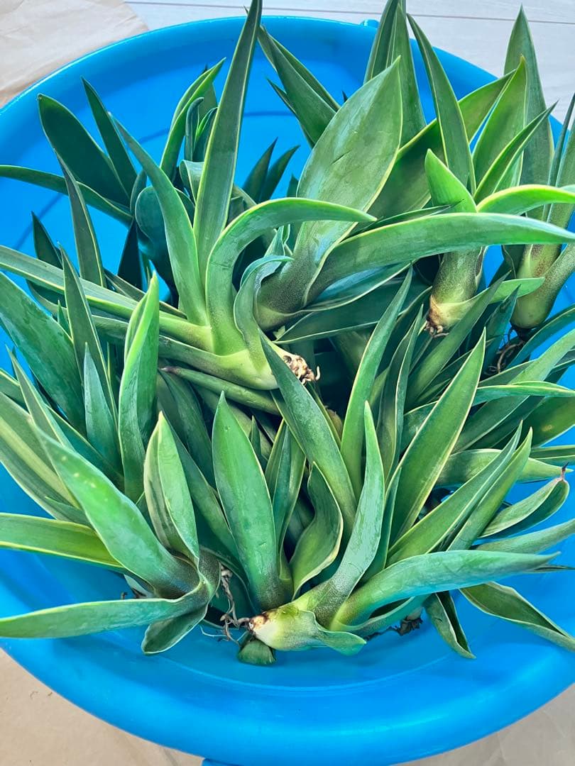 100株ぐらい　アガベの子株　多肉植物