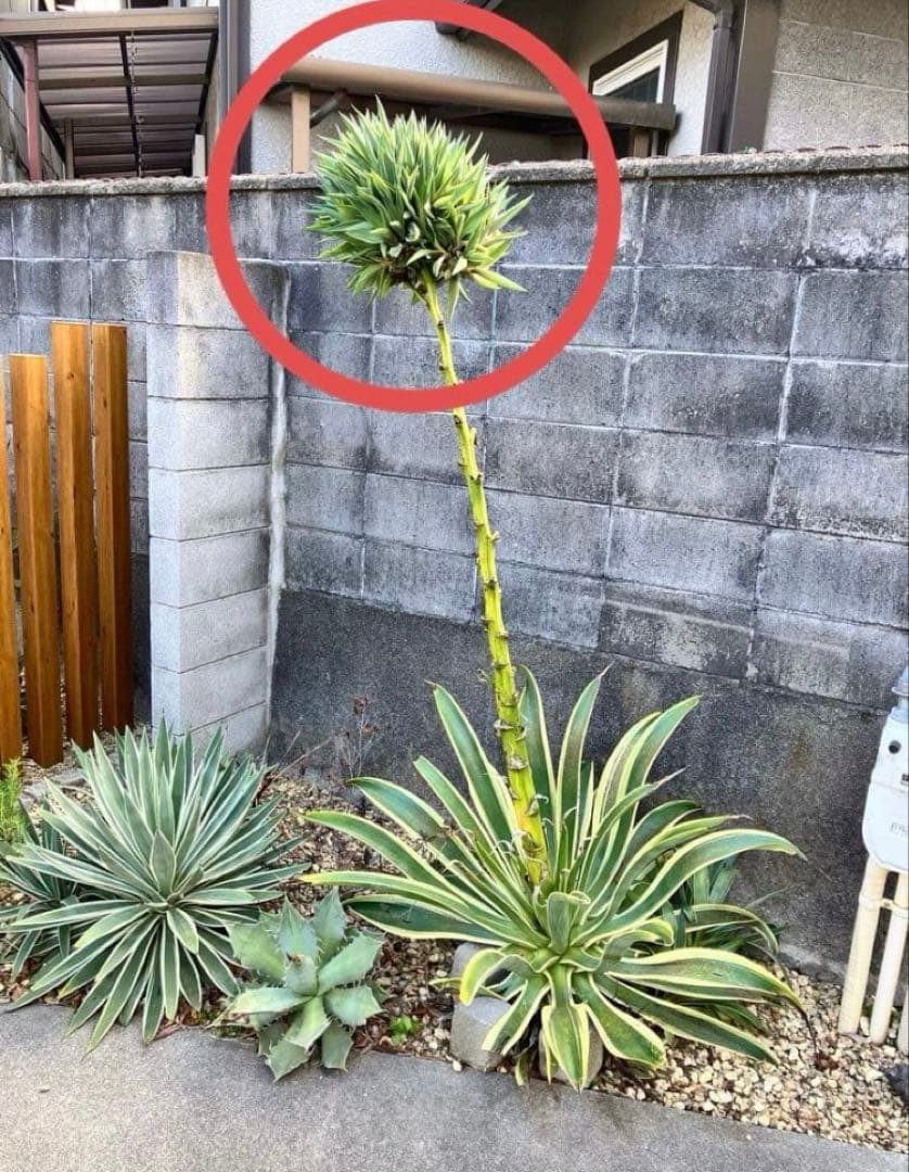 100株ぐらい　アガベの子株　多肉植物