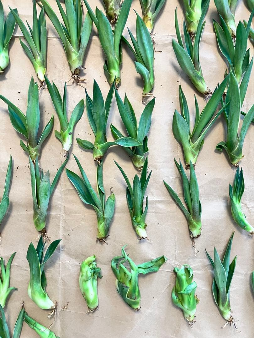 100株ぐらい　アガベの子株　多肉植物