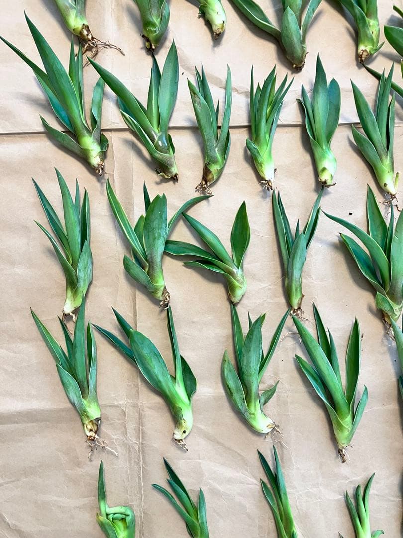 100株ぐらい　アガベの子株　多肉植物