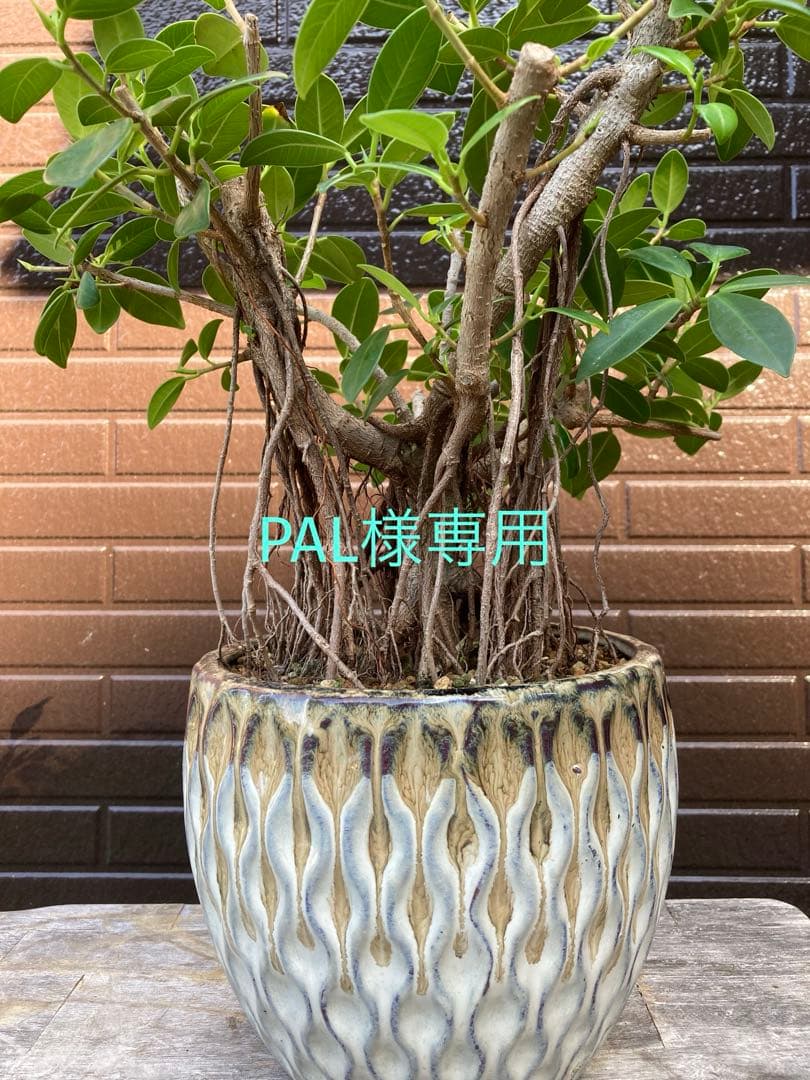 フィカス 観葉植物 陶器鉢付き