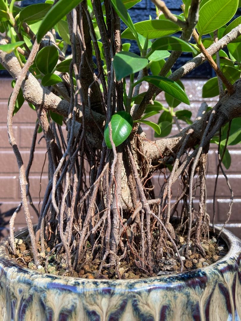 フィカス 観葉植物 陶器鉢付き