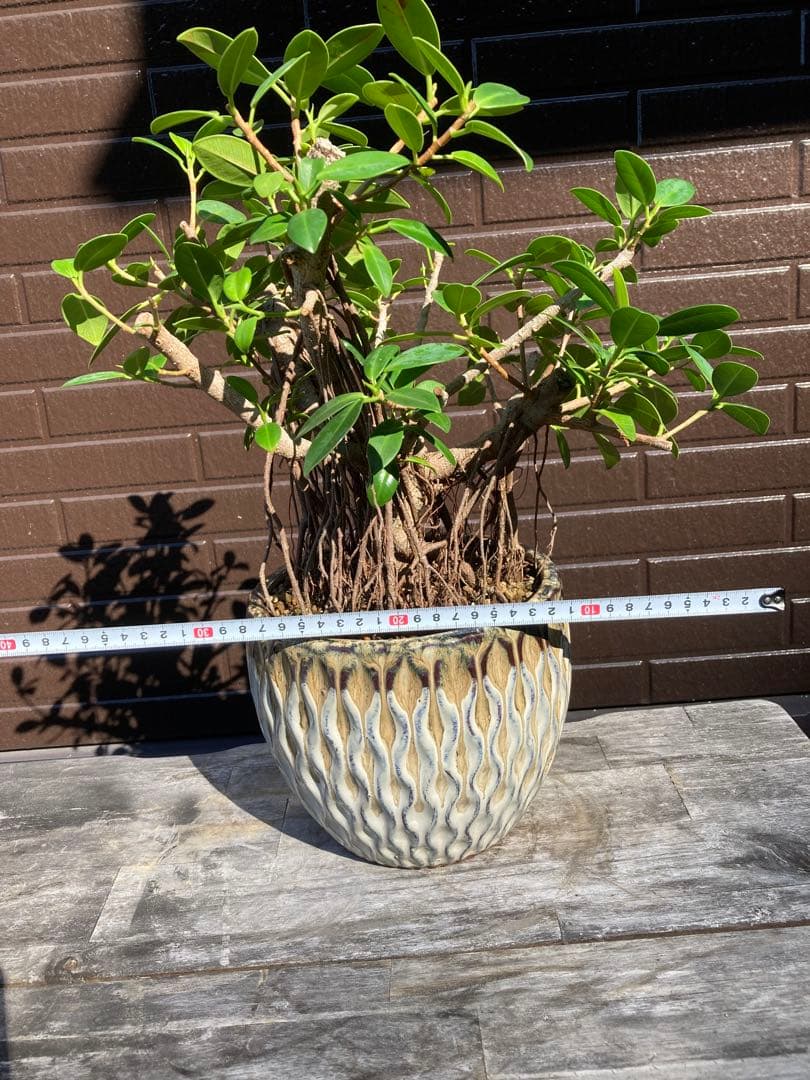 フィカス 観葉植物 陶器鉢付き
