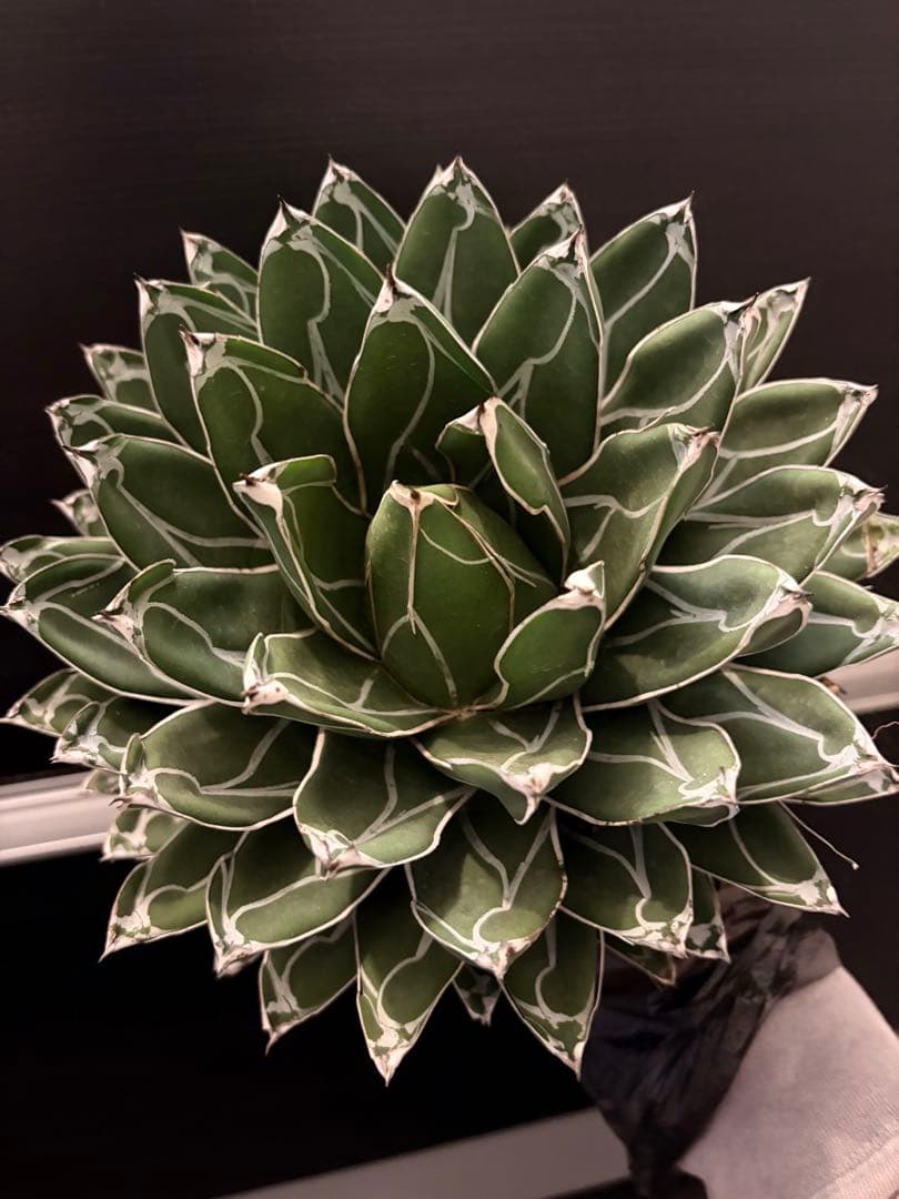 耐寒性アガベ 笹の雪　大株◇多肉サボテン　ドライガーデン　チタノタ　ホリダ南国