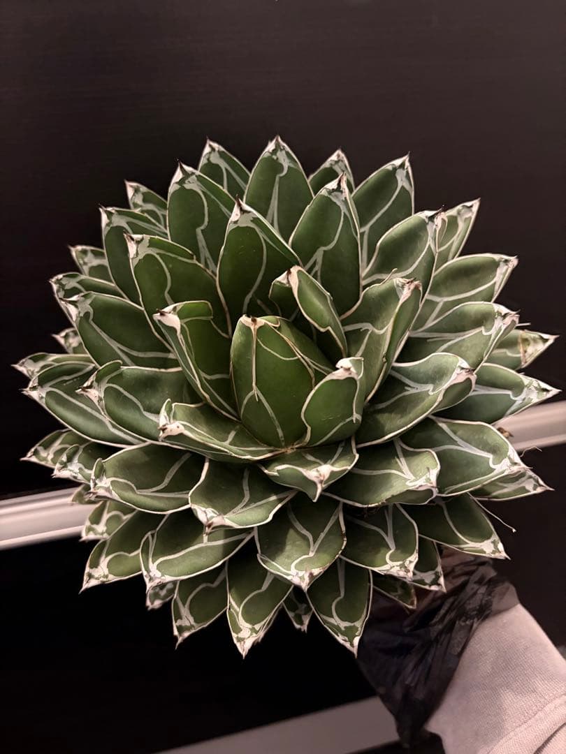 耐寒性アガベ 笹の雪　大株◇多肉サボテン　ドライガーデン　チタノタ　ホリダ南国