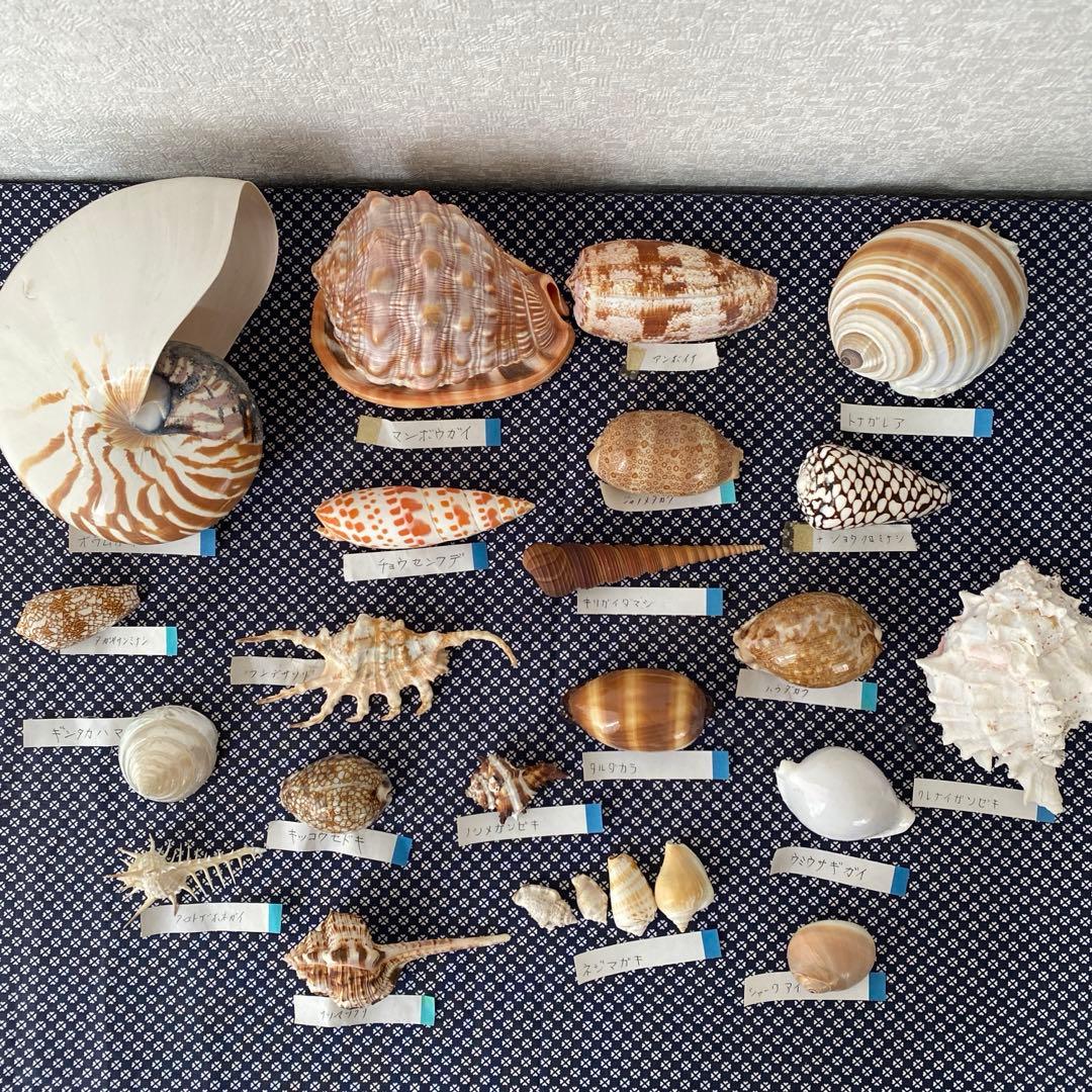 貝殻24個セット