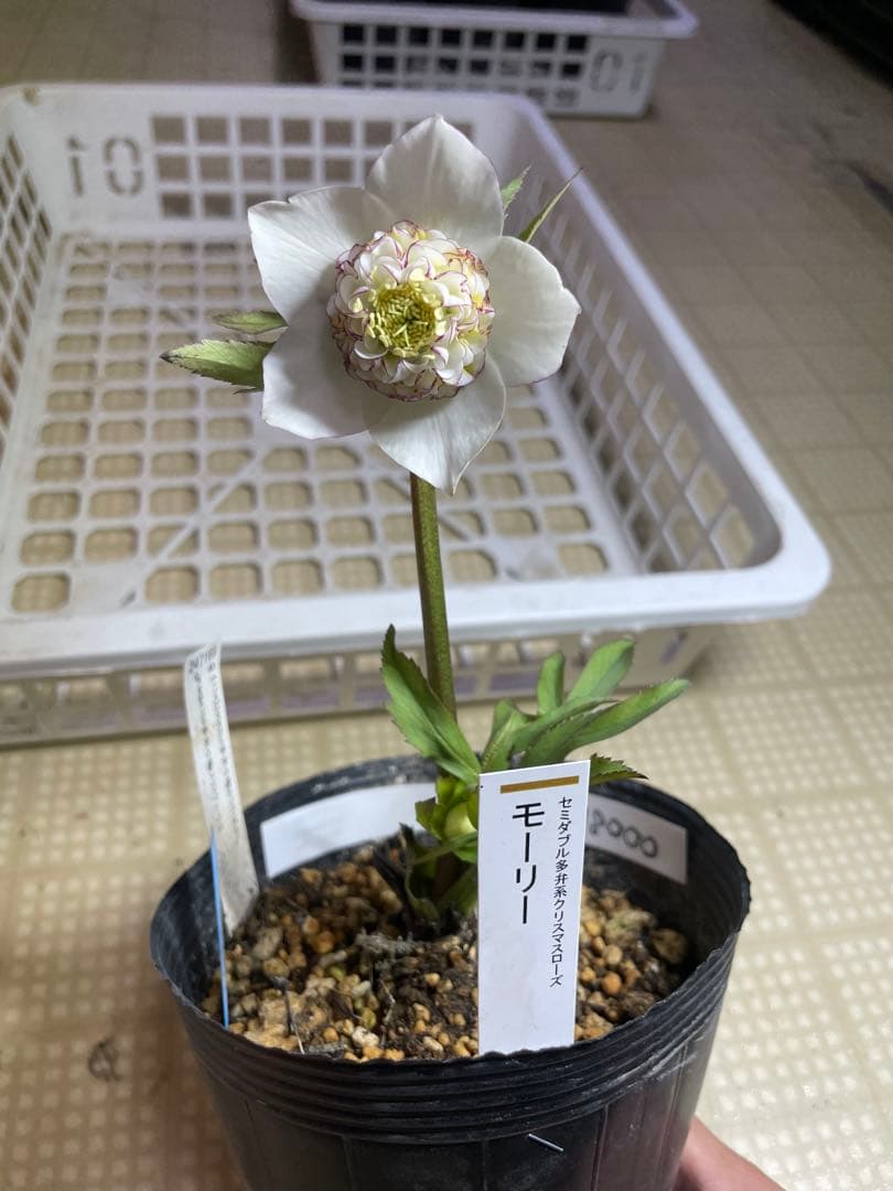 加藤農園 モーリー セミダブル クリスマスローズ