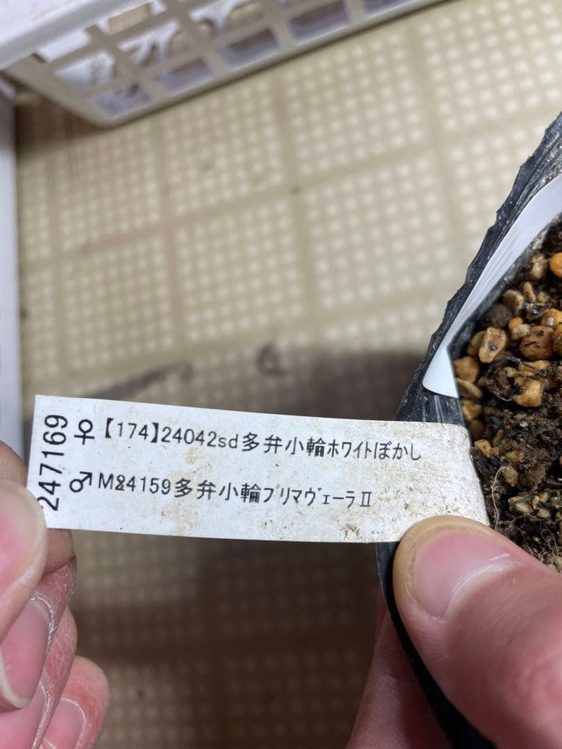 加藤農園 モーリー セミダブル クリスマスローズ