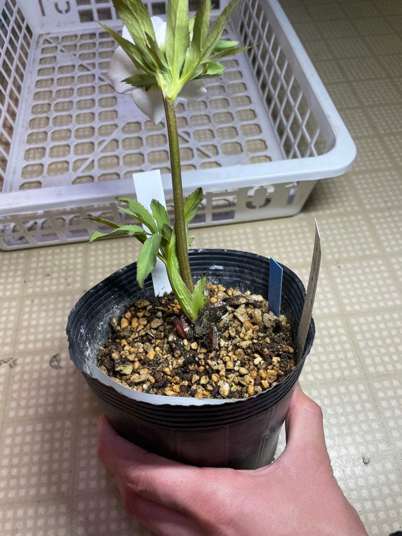 加藤農園 モーリー セミダブル クリスマスローズ