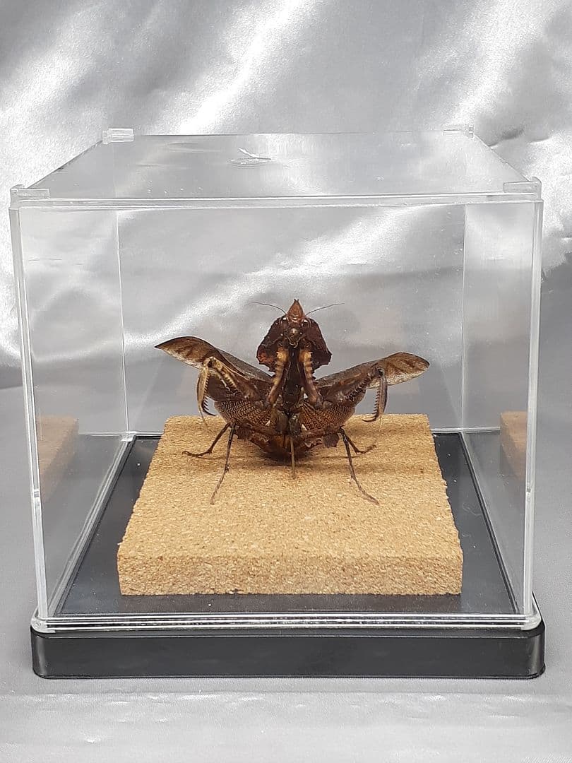 マオウカレハカマキリ雌　立体標本　魔王枯葉