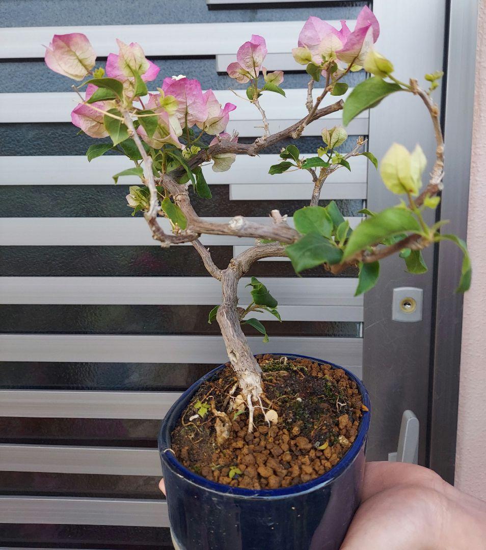 ブーゲンビリア盆栽