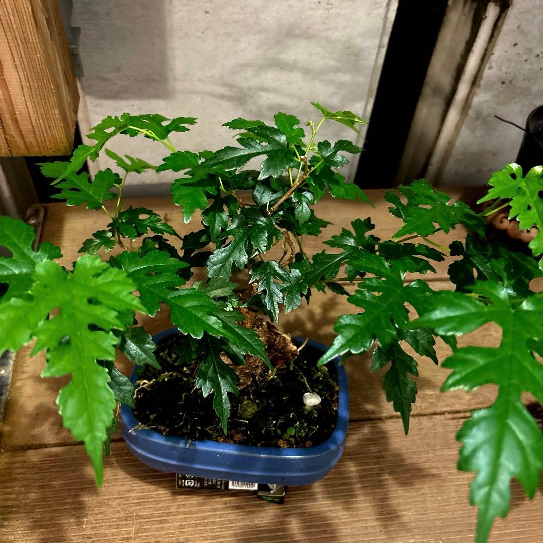 琉球盆栽　希少　島桑　桑　小品盆栽　実物　黎鳳　鉢