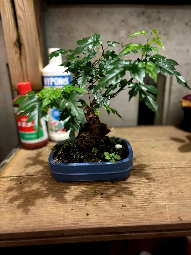 琉球盆栽　希少　島桑　桑　小品盆栽　実物　黎鳳　鉢