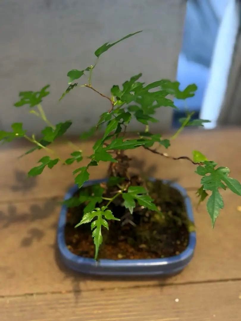 琉球盆栽　希少　島桑　桑　小品盆栽　実物　黎鳳　鉢