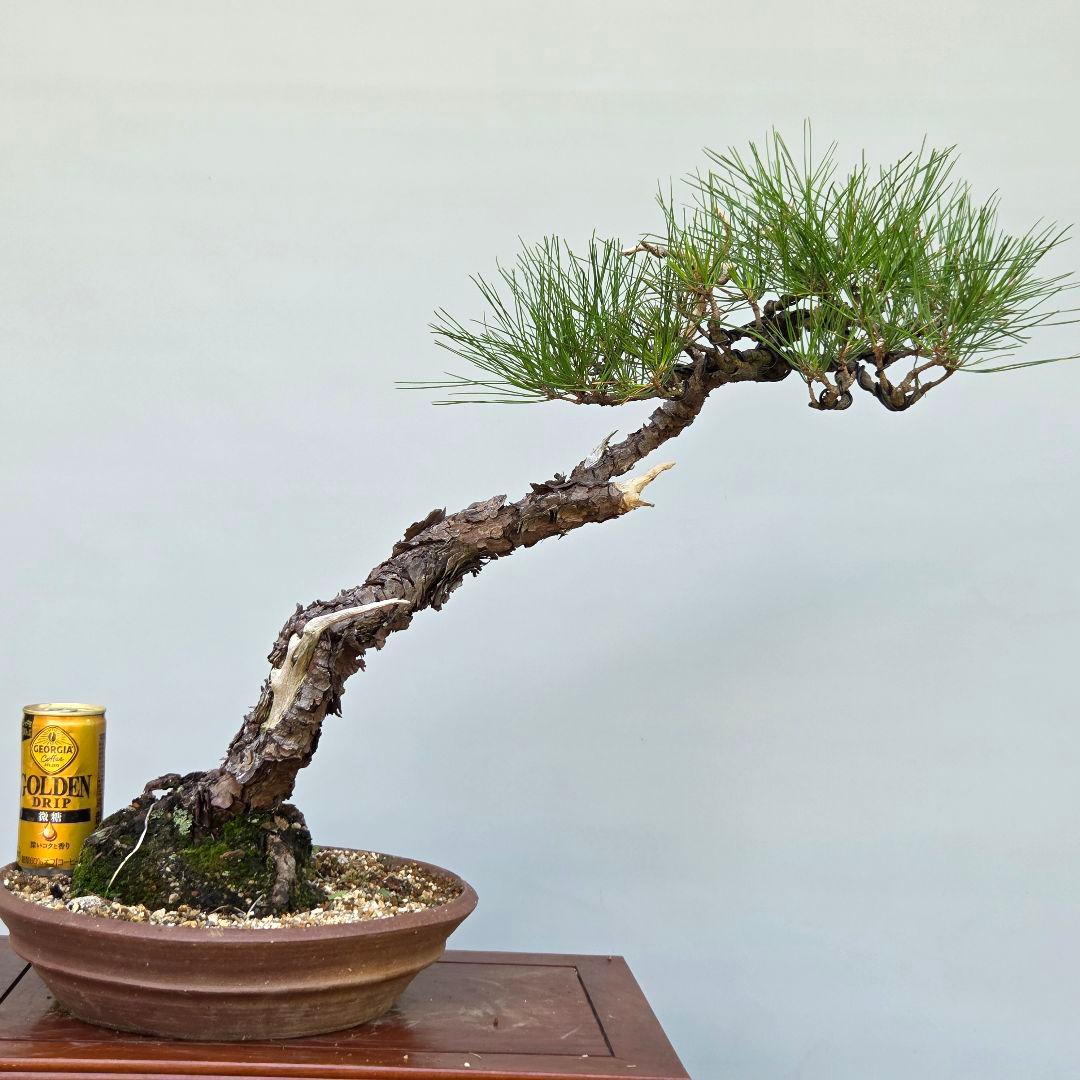 赤松　[文人風]　大品盆栽