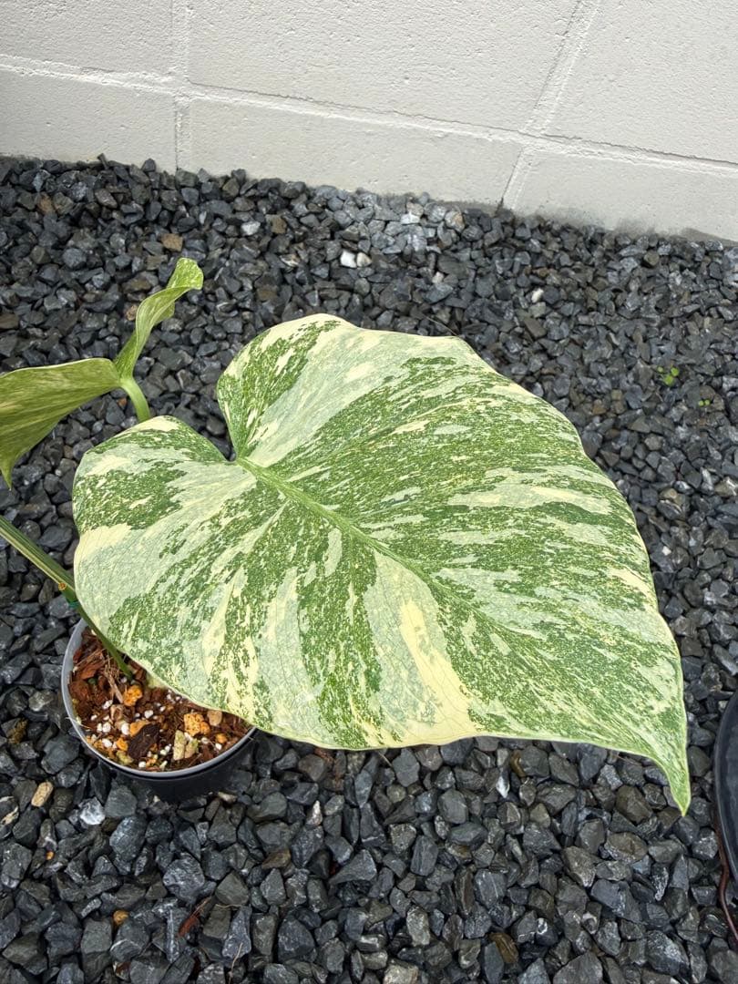 超希少な　モンステラ デリシオーサ ダイアモンド　レガシー　斑入り　トップカット