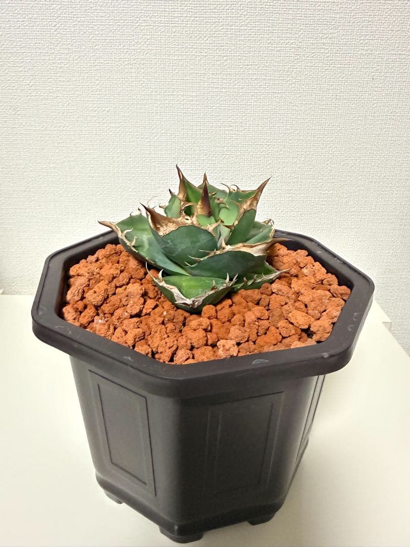 アガベチタノタ　白犀牛