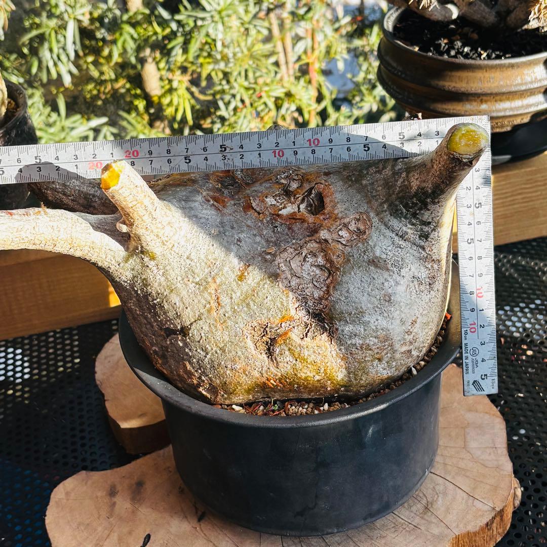 短期間限定超特価！ 特大 パキポディウム グラキリス カタチ製作所 現地株 発根