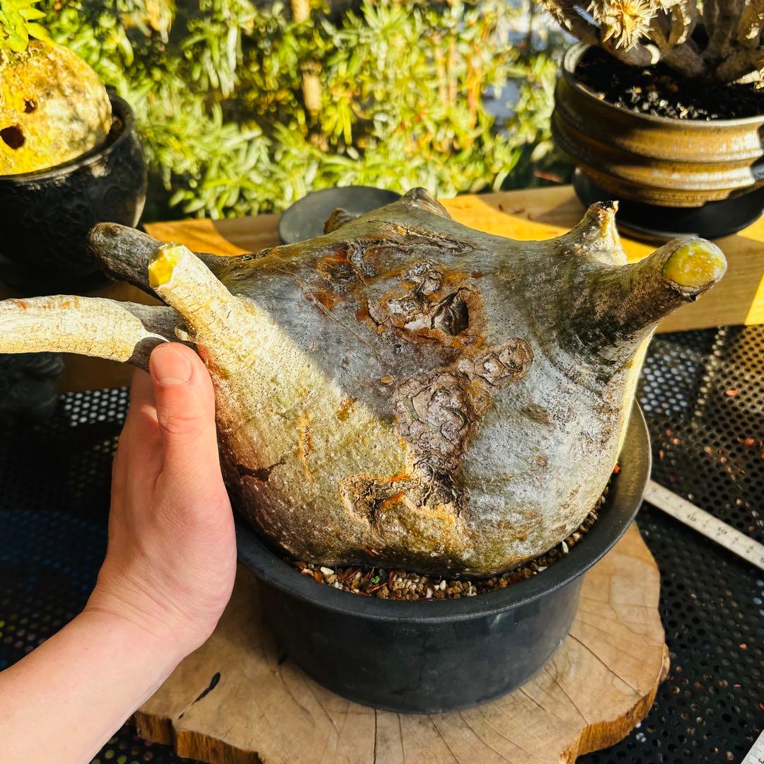 短期間限定超特価！ 特大 パキポディウム グラキリス カタチ製作所 現地株 発根