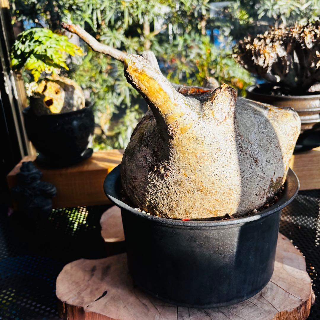 短期間限定超特価！ 特大 パキポディウム グラキリス カタチ製作所 現地株 発根