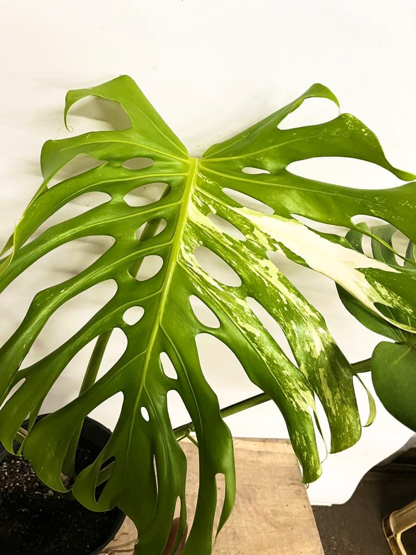 艶姿　希少　斑入り　モンステラ　デリシオーサ　白　ホワイト
