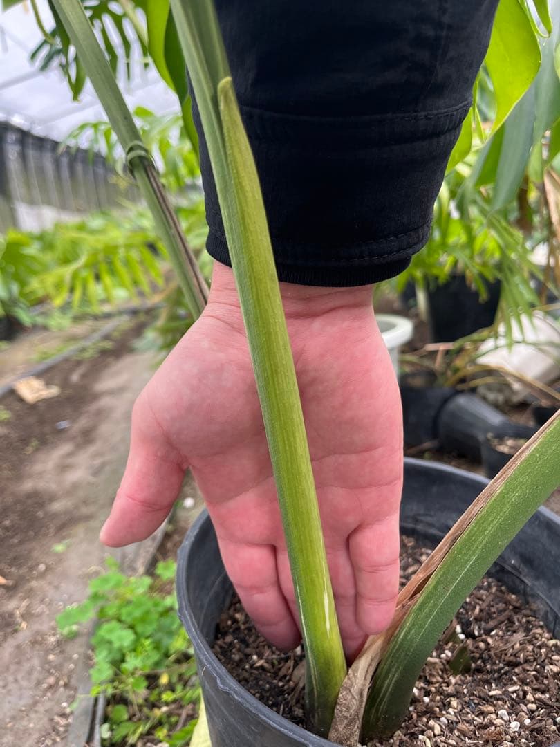 艶姿　希少　斑入り　モンステラ　デリシオーサ　白　ホワイト