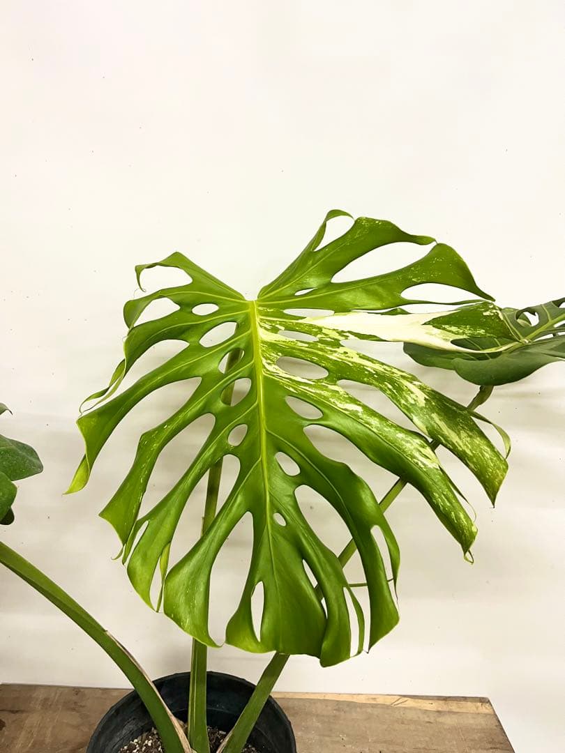 艶姿　希少　斑入り　モンステラ　デリシオーサ　白　ホワイト