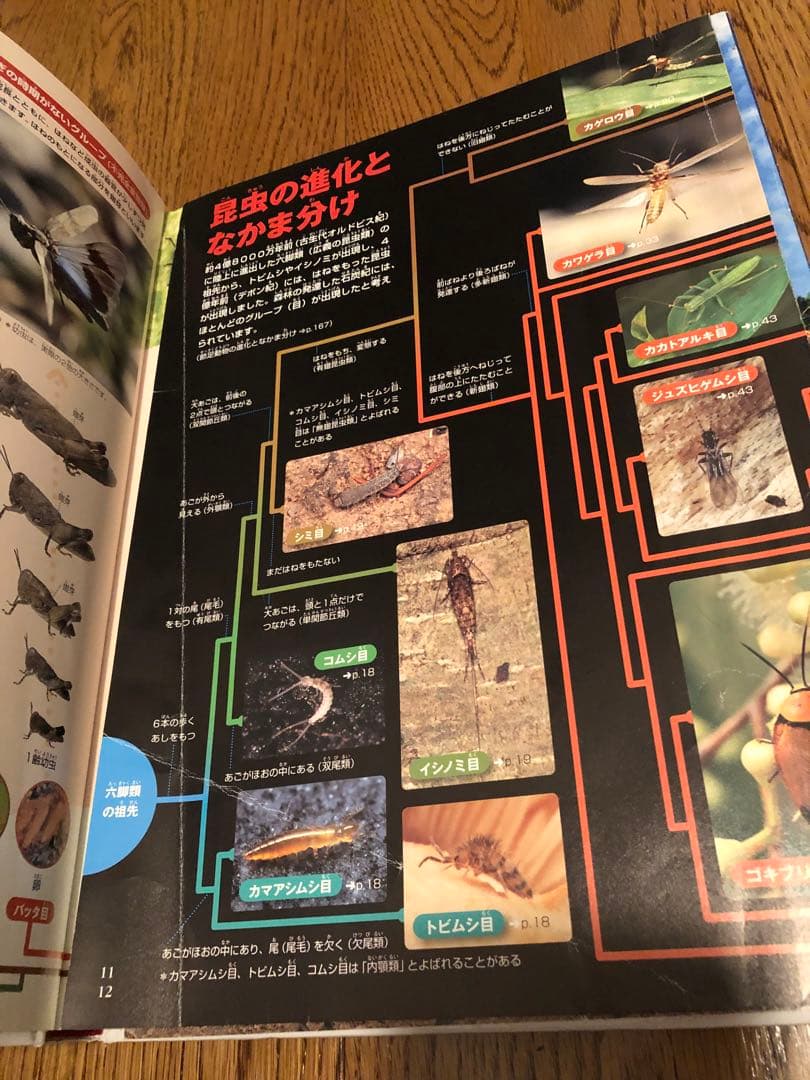 【新版】小学館の図鑑NEO 12冊セット