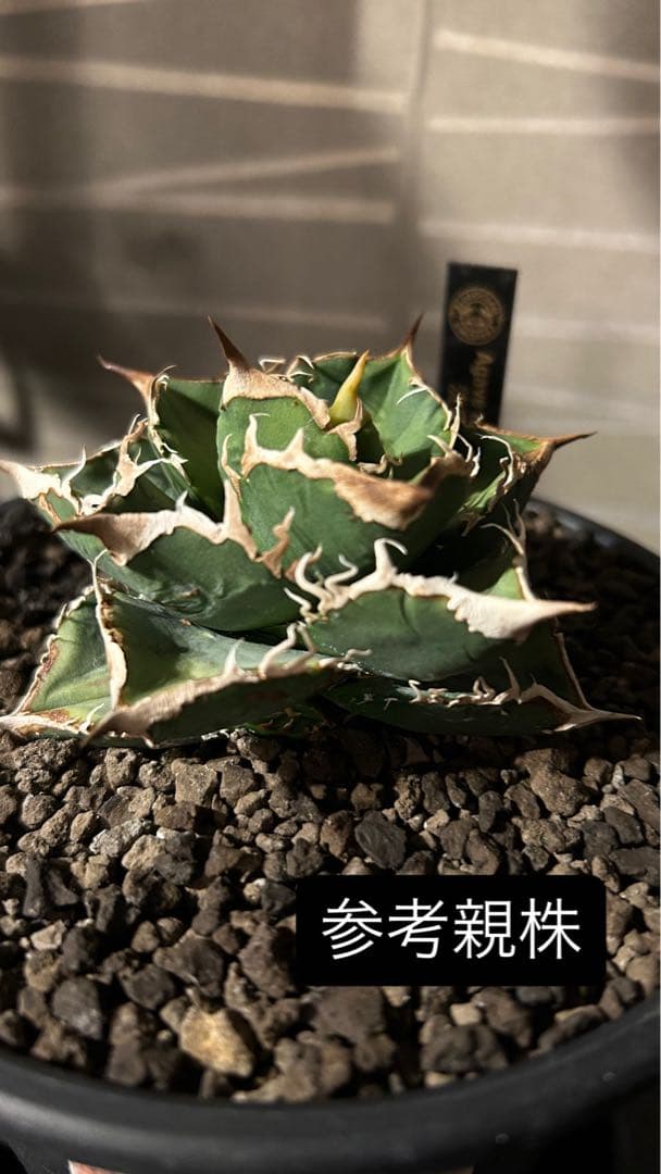 小型アガベ 流星