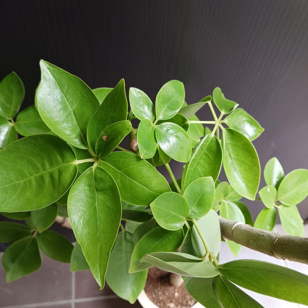 引取★1 シェフレラ SP 6号　観葉植物