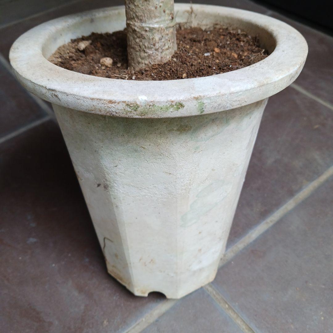 引取★1 シェフレラ SP 6号　観葉植物