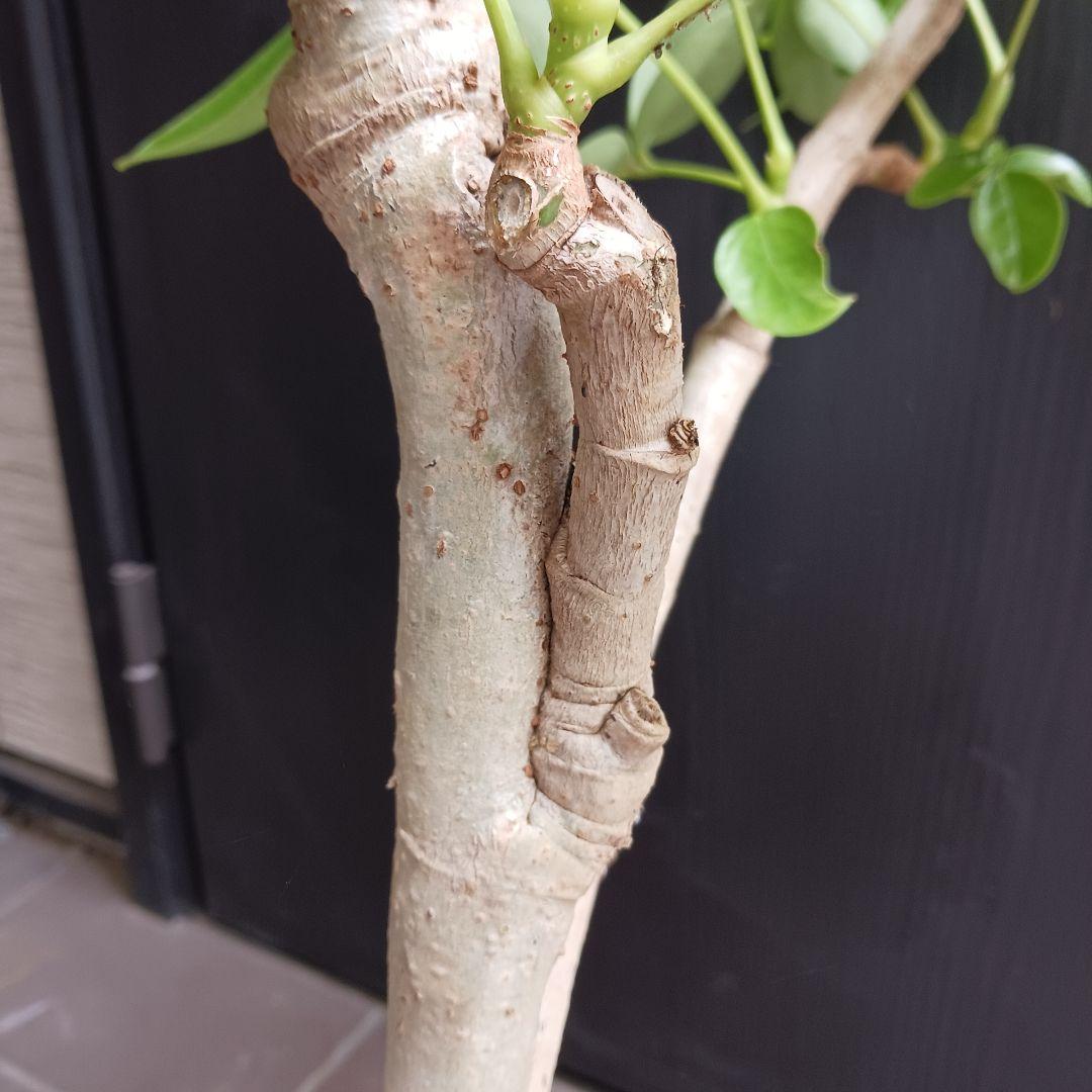 引取★1 シェフレラ SP 6号　観葉植物