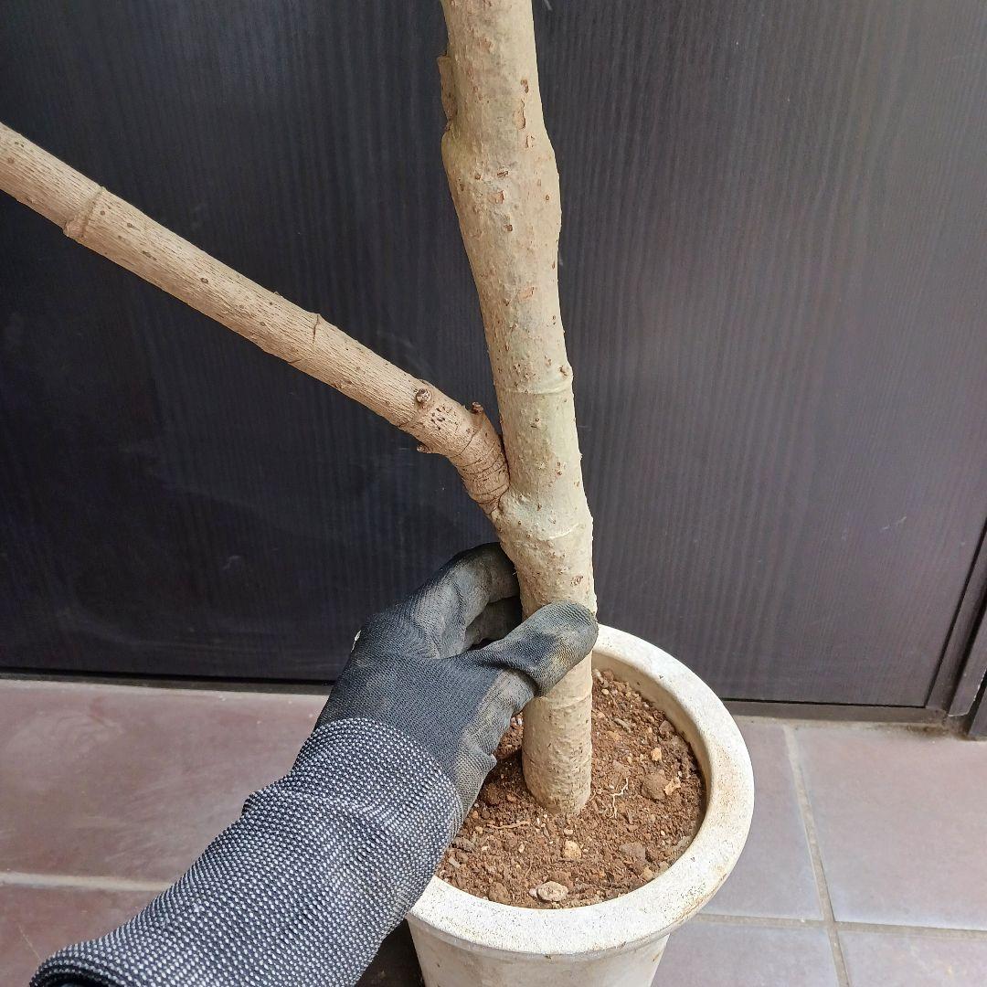 引取★1 シェフレラ SP 6号　観葉植物