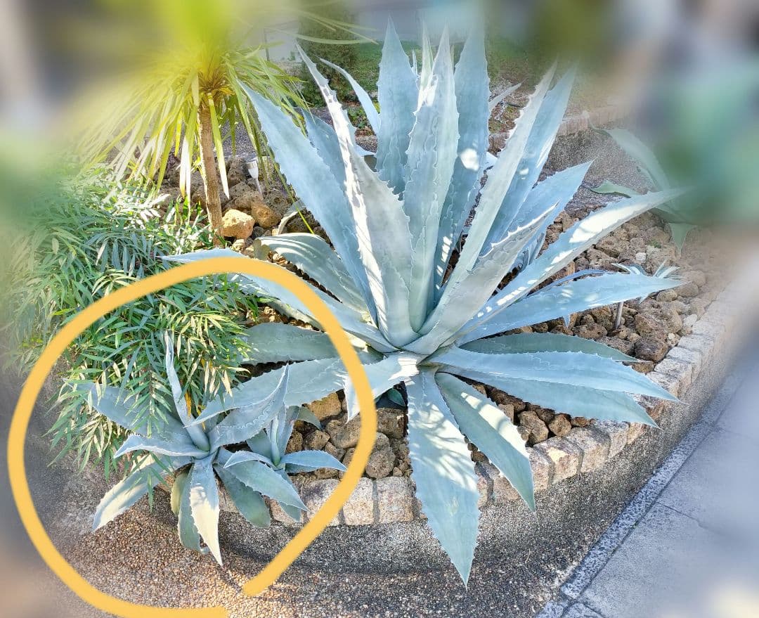 プロトアメリカーナ リュウゼツラン アガベ アメリカーナ 中株