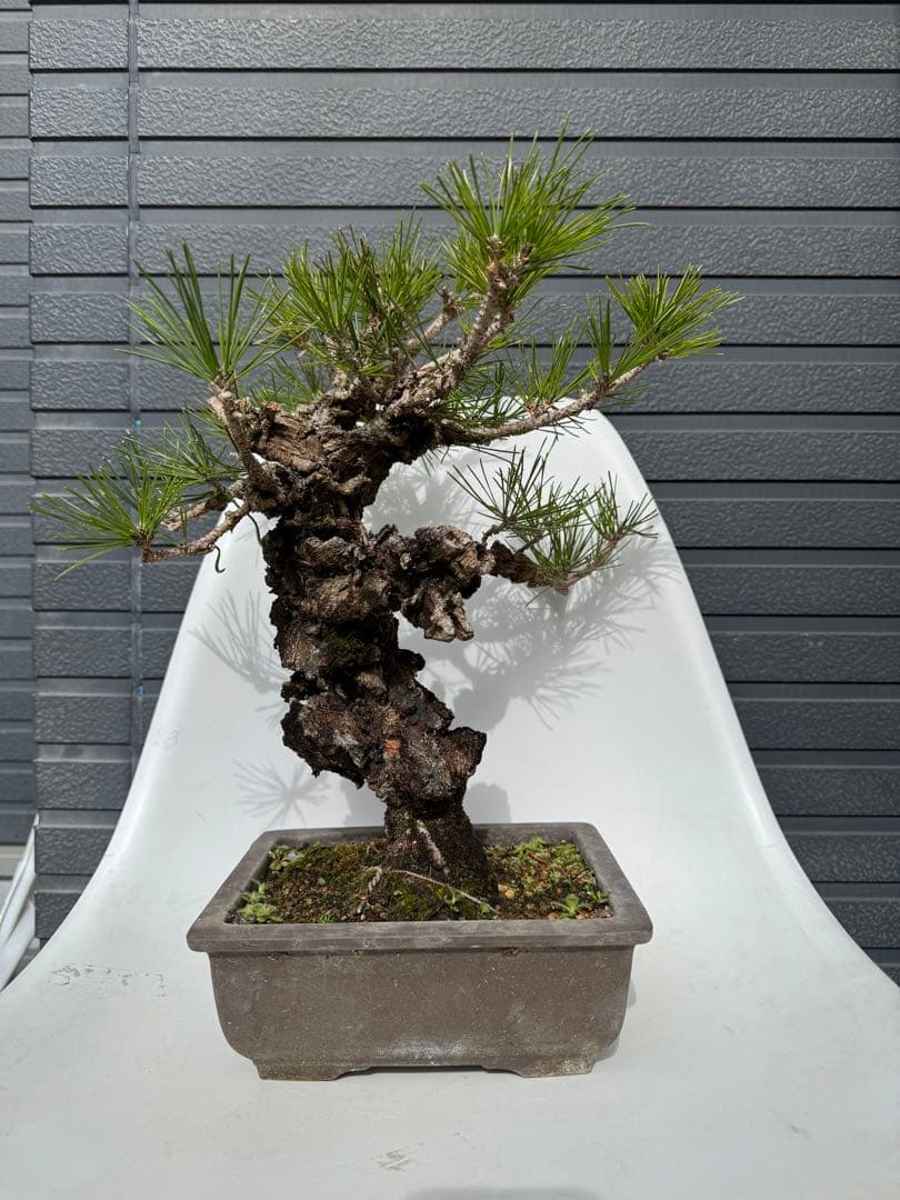 錦松　中品盆栽　持ち込み古いです